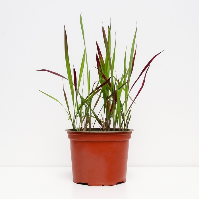 Императа цилиндрическая Ред Барон, С2 горшок, Н10-50 высота, 1 шт, Лето 2024 Императа цилиндрическая Ред Барон, С2 горшок, Н10-50 высота, 1 шт, Лето 2024