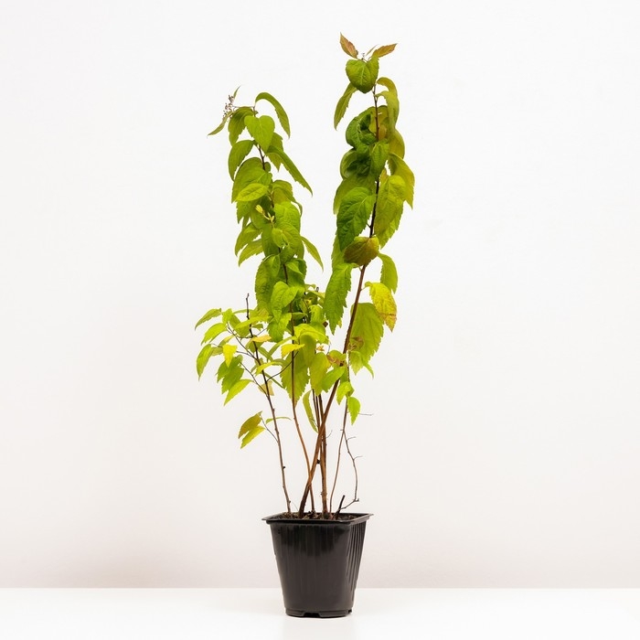 Спирея японская Макрофилла, С2 горшок, Н10-50 высота, 1 шт, Осень 2024 Спирея японская Макрофилла, С2 горшок, Н10-50 высота, 1 шт, Осень 2024