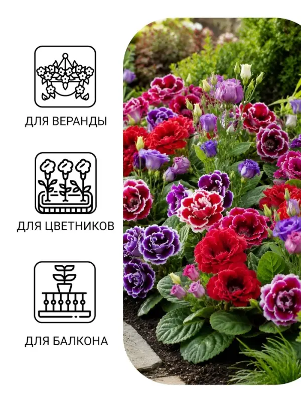Семена цветов Глоксиния "Брокада", ц/п, F1, гранулы, 4 шт.