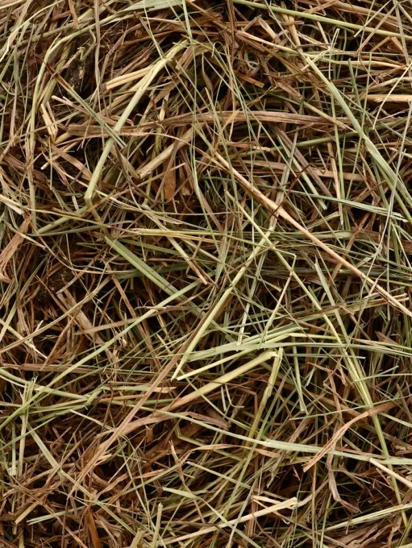 Сено луговое «Зверьё Моё», отборное, ароматное, зеленое, без пыли, крапива, 500 г Сено луговое «Зверьё Моё», отборное, ароматное, зеленое, без пыли, крапива, 500 г