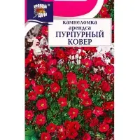 Семена цветов Камнеломка Пурпурный ковёр 0,01 г.