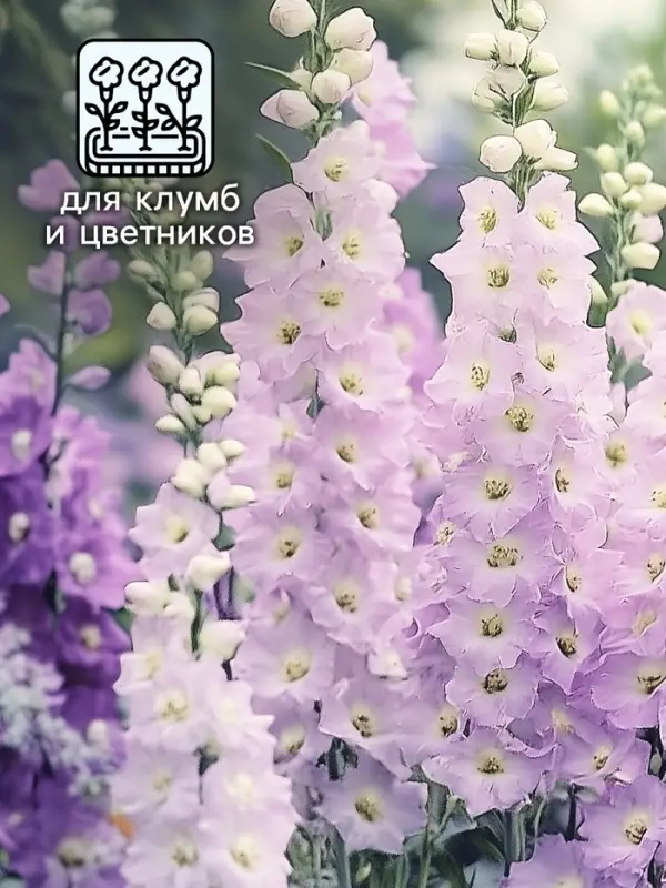 Семена цветов Дельфиниум  Семена цветов Дельфиниум "Джиневер культурный", ц/п,  0,05 г