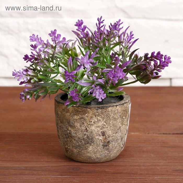 Бонсай в горшке Бонсай в горшке "Седум" 6х10 см, микс