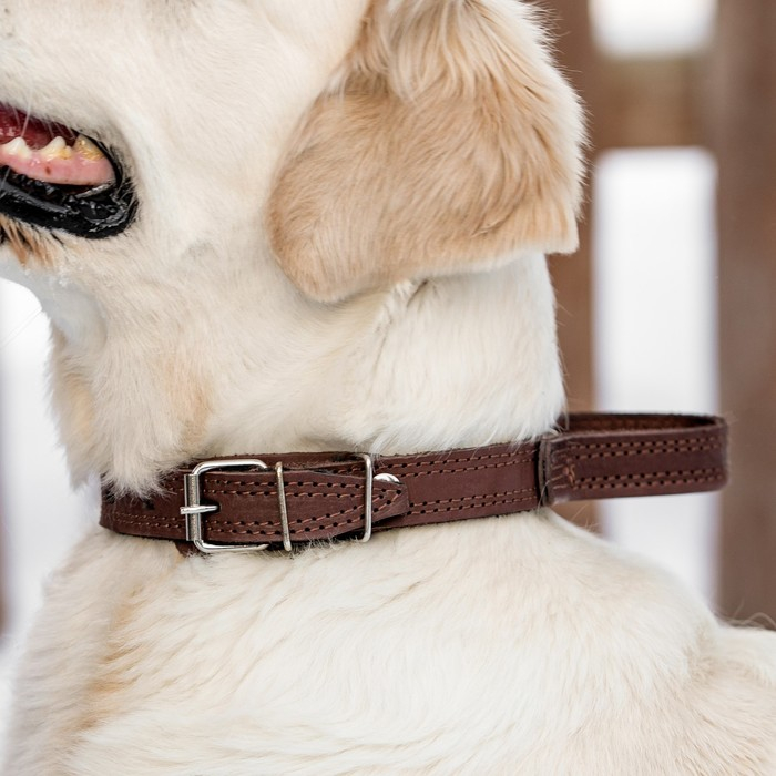Ошейник кожаный тройной, с ручкой, 57 х 2.5 см, ОШ 35-45 см, коричневый Ошейник кожаный тройной, с ручкой, 57 х 2.5 см, ОШ 35-45 см, коричневый