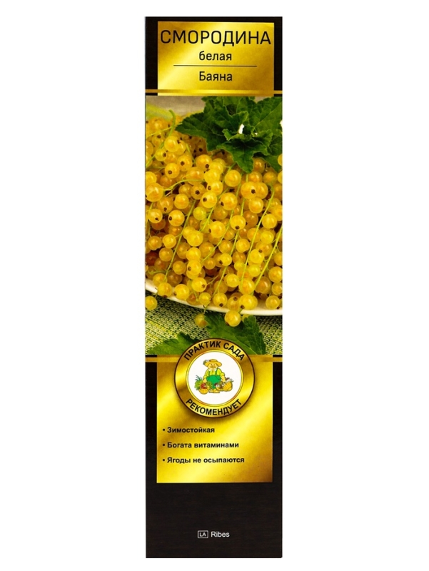 Смородина белая «Баяна», саженец, туба, 1 шт. Смородина белая «Баяна», саженец, туба, 1 шт.