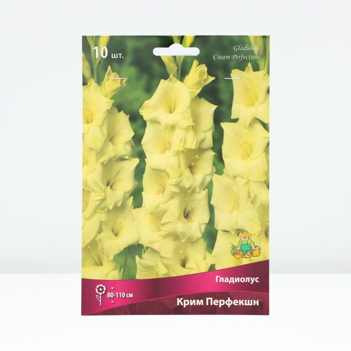 Гладиолус крупноцветковый «Крим Перфекшн»,луковица цветов в пакете с перфорацией, р-р 10/12, 10 шт.