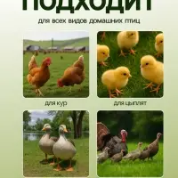 Кормушка бункерная для домашней птицы на 12 кг, пластик