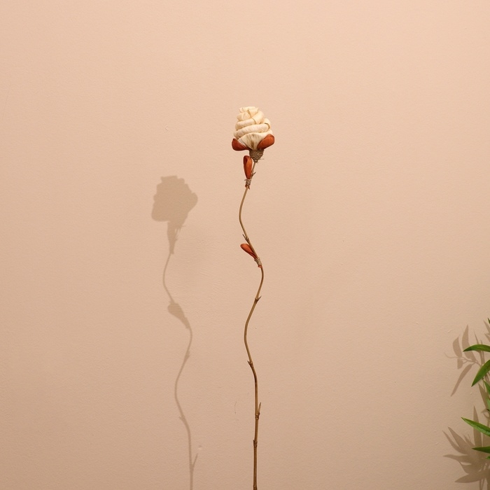 Сухоцвет на бамбуковом стебле 150 см белый Сухоцвет на бамбуковом стебле 150 см белый