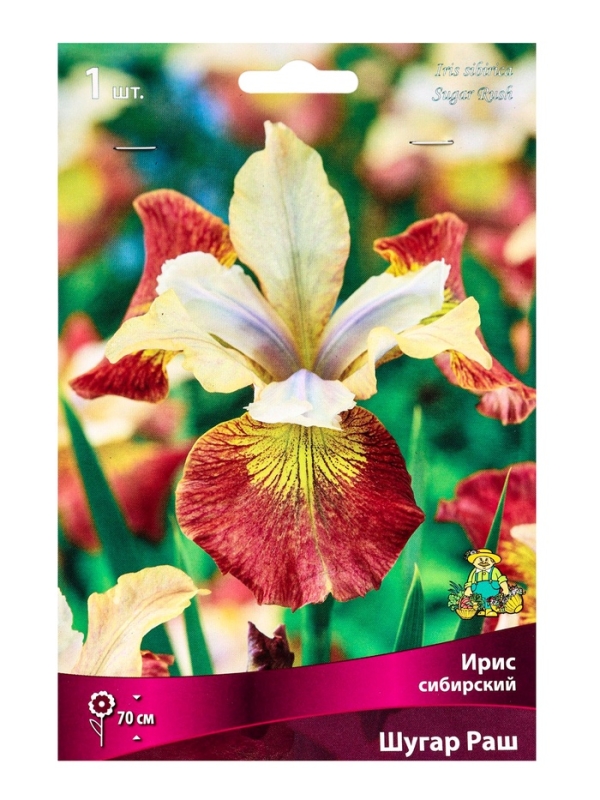 Ирис сибирский Шугар Раш, р-р I, 1 шт, Весна 2025 Ирис сибирский Шугар Раш, р-р I, 1 шт, Весна 2025