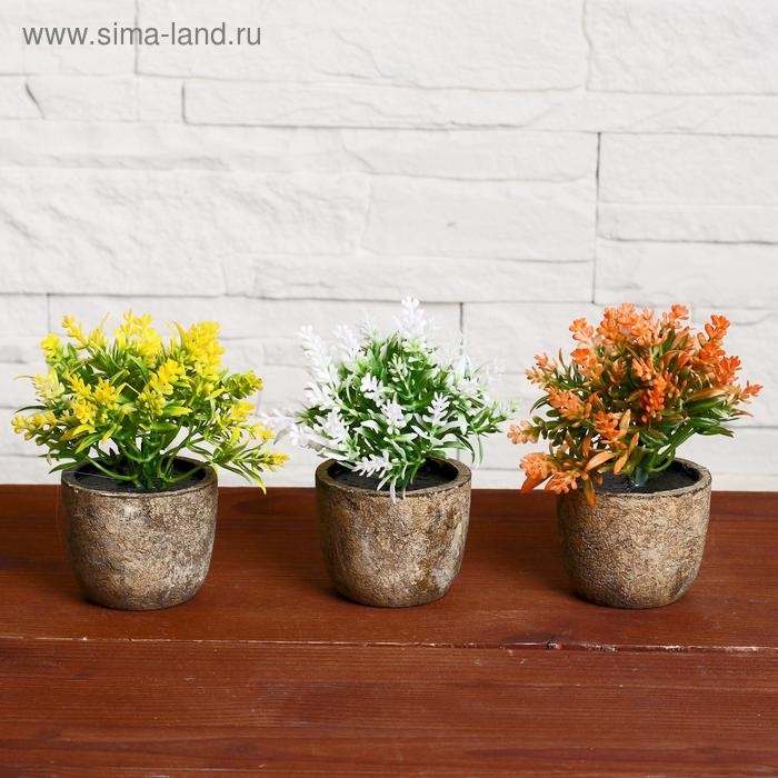 Бонсай в горшке Бонсай в горшке "Седум" 6х10 см, микс