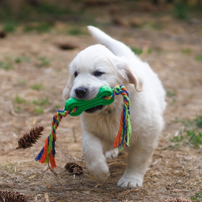 Игрушка жевательная с канатом, 11 х 5,5 см, зелёная Игрушка жевательная с канатом, 11 х 5,5 см, зелёная