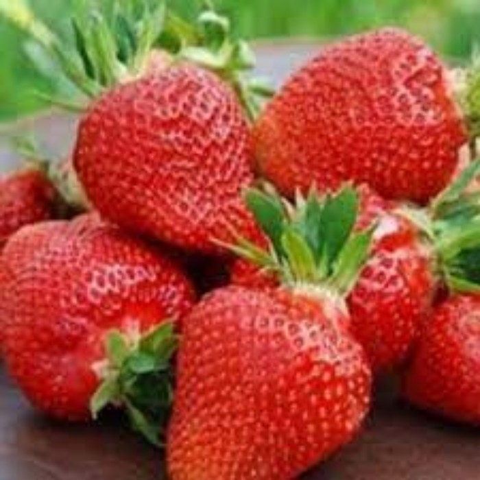 Рассада Земляники круноплодной (клубники) ФРИГО Кори (Cory) A (9-15 мм), P9 Горшок Рассада Земляники круноплодной (клубники) ФРИГО Кори (Cory) A (9-15 мм), P9 Горшок