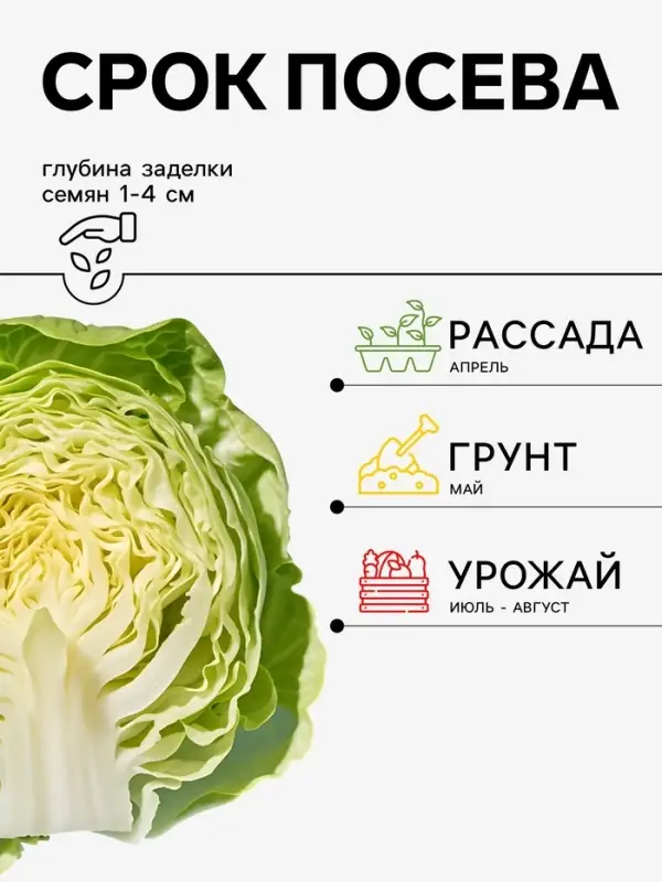 Семена Капуста белокочанная &laquo;Ферро&raquo;, F1, 10 шт., &laquo;Агрос&raquo;