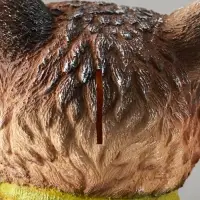 Копилка для денег &laquo;Енот с метлой&raquo;, 38&times;26&times;24, серый