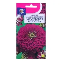 Набор семян Цинния георгин. "Фиолетовая королева", 5 шт. Набор семян Цинния георгин. "Фиолетовая королева", 5 шт.