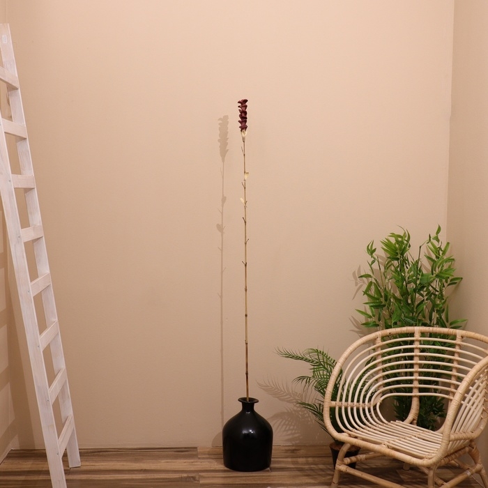 Сухоцвет на бамбуковом стебле 150 см фиолетовый Сухоцвет на бамбуковом стебле 150 см фиолетовый