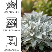 Семена цветов Цинерария приморская "Серебряная пыль", ц/п, 0,05 г