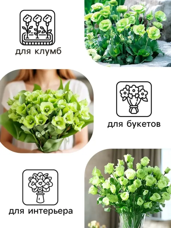 Семена цветов Лизиантус F1 &laquo;Эйбиси&raquo;, зеленая, 5 шт., &laquo;Дом семян&raquo;