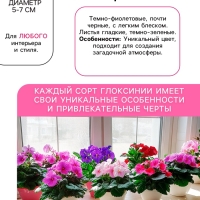 Глоксиния «Принц Альберт», многолетник, комнатный, луковица в пакете с перфорацией, р-р 5/6, 2 шт.