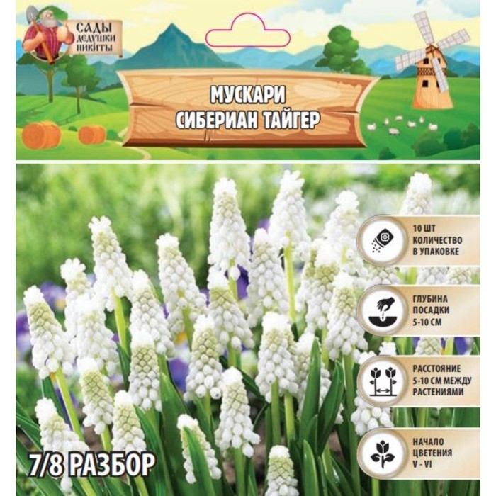 Мускари Сибериан Тайгер, р-р 7/8, 10 шт, Осень 2024 Мускари Сибериан Тайгер, р-р 7/8, 10 шт, Осень 2024