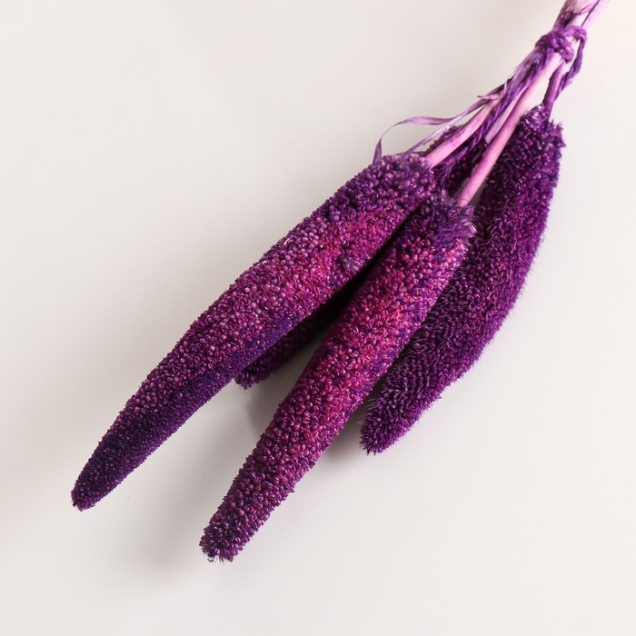 Набор сухоцветов Набор сухоцветов "Африканское просо", банч 3-5 шт, длина 60 (+/- 6 см), фиолетовый
