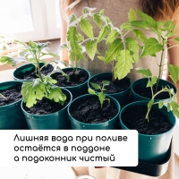 Набор для рассады: стаканы по 500 мл (8 шт.), поддон 40 × 20 см, цвет МИКС, Greengo