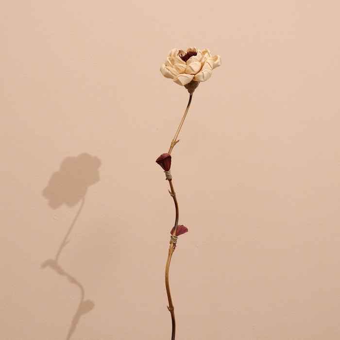 Сухоцвет на бамбуковом стебле 150 см белый Сухоцвет на бамбуковом стебле 150 см белый