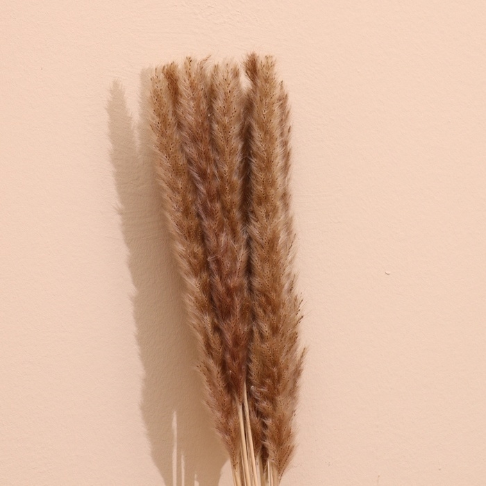 Набор сухоцветов 80 см (10 шт) натуральный Набор сухоцветов 80 см (10 шт) натуральный