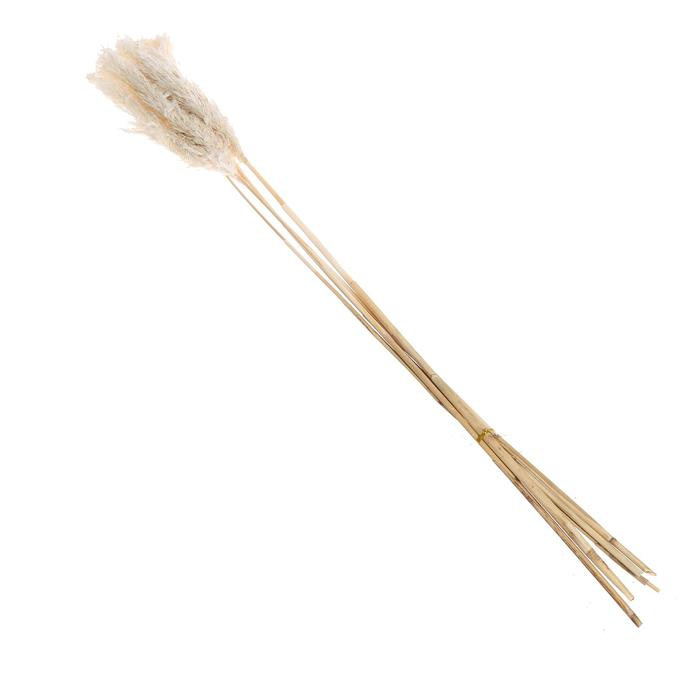 Сухоцвет &laquo;Пампасная трава&raquo; набор 5 шт., цвет бежевый