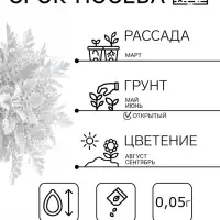 Семена цветов Цинерария приморская "Серебряная пыль", ц/п, 0,05 г