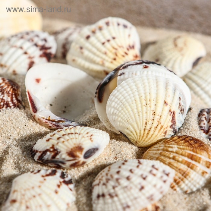 Набор ракушек, 2,5 - 4 см, 100 г Набор ракушек, 2,5 - 4 см, 100 г