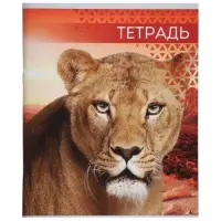 Тетради 48 листов в клетку, Calligrata &laquo;Дикие кошки&raquo;, 4 штуки