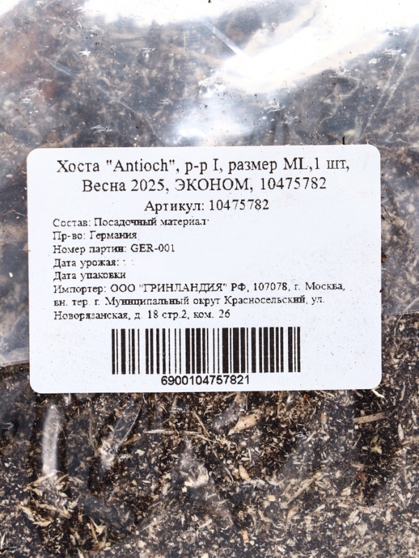 Хоста "Antioch", р-р I, размер ML,1 шт, Весна 2025, ЭКОНОМ,