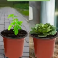 Горшок для рассады, с крышкой, 300 мл, d=9.5 см, h=8 см, мягкий пластик, терракот, Greengo