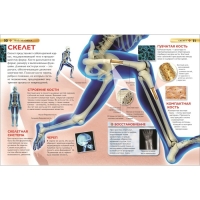 Детская энциклопедия «Тело человека»
