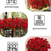 Семена цветов Петуния &laquo;Вейв Кармин Велюр&raquo;, F1, 5 шт.