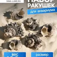 Набор ракушек с перламутром, 3 - 6 см, 100 г