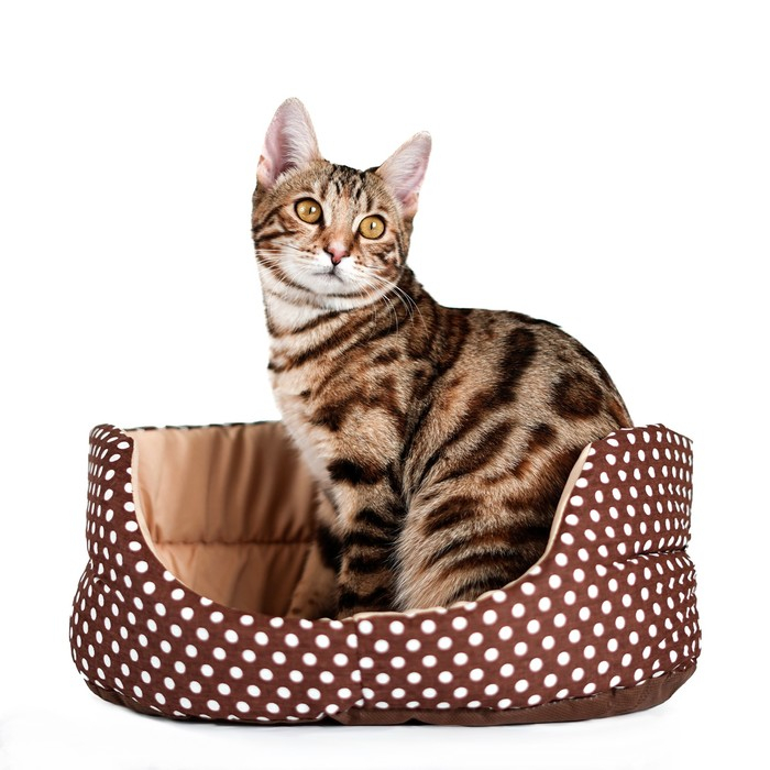 Лежанка  Лежанка "Горошек", 38 х 25 х 14 см, коричневая