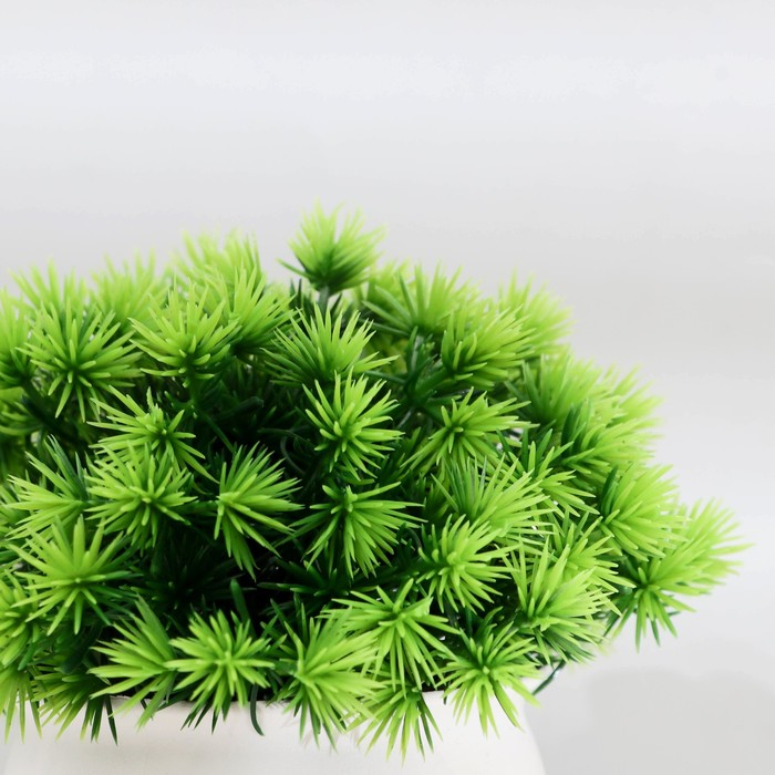 Бонсай в горшке Бонсай в горшке "Пушистые колючки" 9х13 см, микс