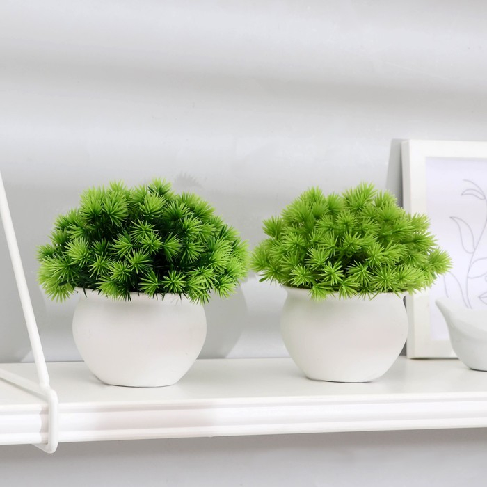 Бонсай в горшке Бонсай в горшке "Пушистые колючки" 9х13 см, микс