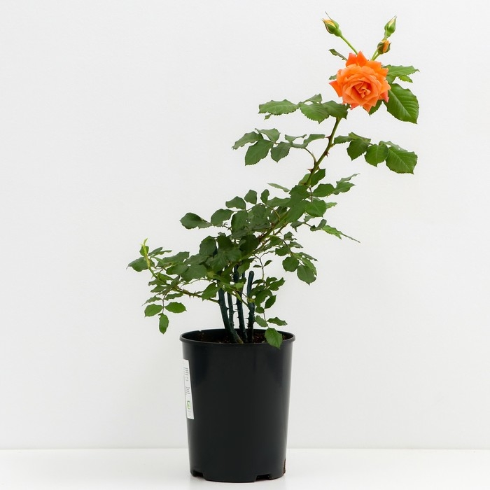 Роза парковая Вестерленд, C3,5 горшок, Н25-45 высота, 1 шт, Лето 2024 Роза парковая Вестерленд, C3,5 горшок, Н25-45 высота, 1 шт, Лето 2024