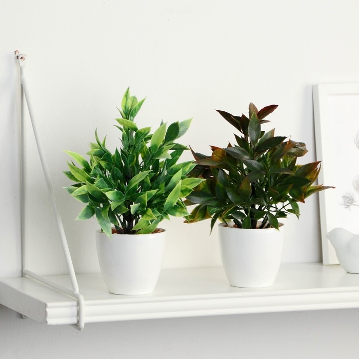 Бонсай в горшке Бонсай в горшке "Людвигия галант" 7,5х18 см, микс