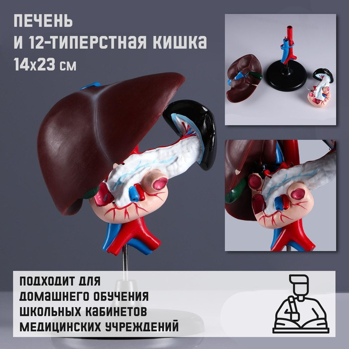 Макет  Макет "Печень и 12-типерстная кишка" 14*23см