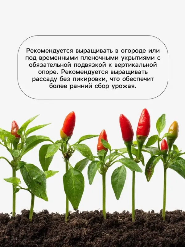 Семена Перец &laquo;Подарок лета&raquo;, 0.15 г, &laquo;Агросс&raquo;