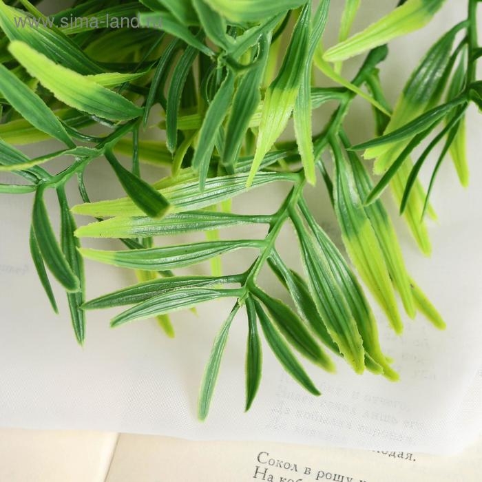 Букет Букет "Шинус" 32 см