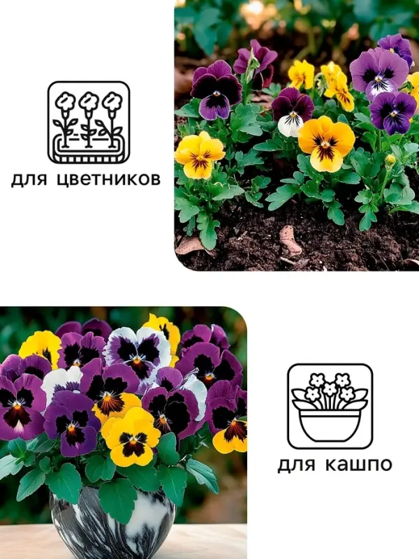 Семена цветов Виола "Шведские гиганты", 0,1 г