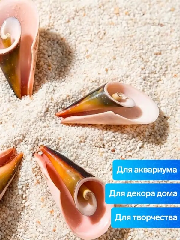 Набор ракушек декоративных, длина 4 см, 5 шт.