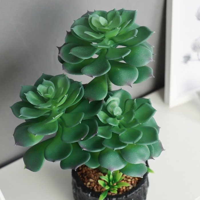 Бонсай в горшке Бонсай в горшке "Эониум галант" 26х10 см, зелёный