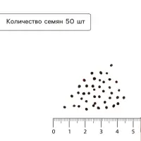 Семена Капуста пекинская &laquo;Ча-ча&raquo;, F1, 50 шт., &laquo;Русский огород&raquo;