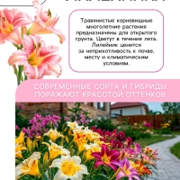 Лилейник Double Pink Wonder, многолетник, корневище в пакете с торфогрунтом, р-р I, 1 шт.